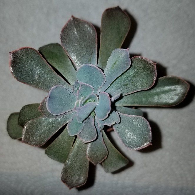Photo of the plant species Echeveria ‘Purple Dance' by @JocularAssamtea named Stella on Greg, the plant care app