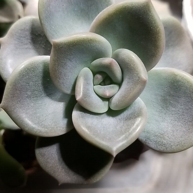 Photo of the plant species Echeveria by @JocularAssamtea named Tree Diddy on Greg, the plant care app