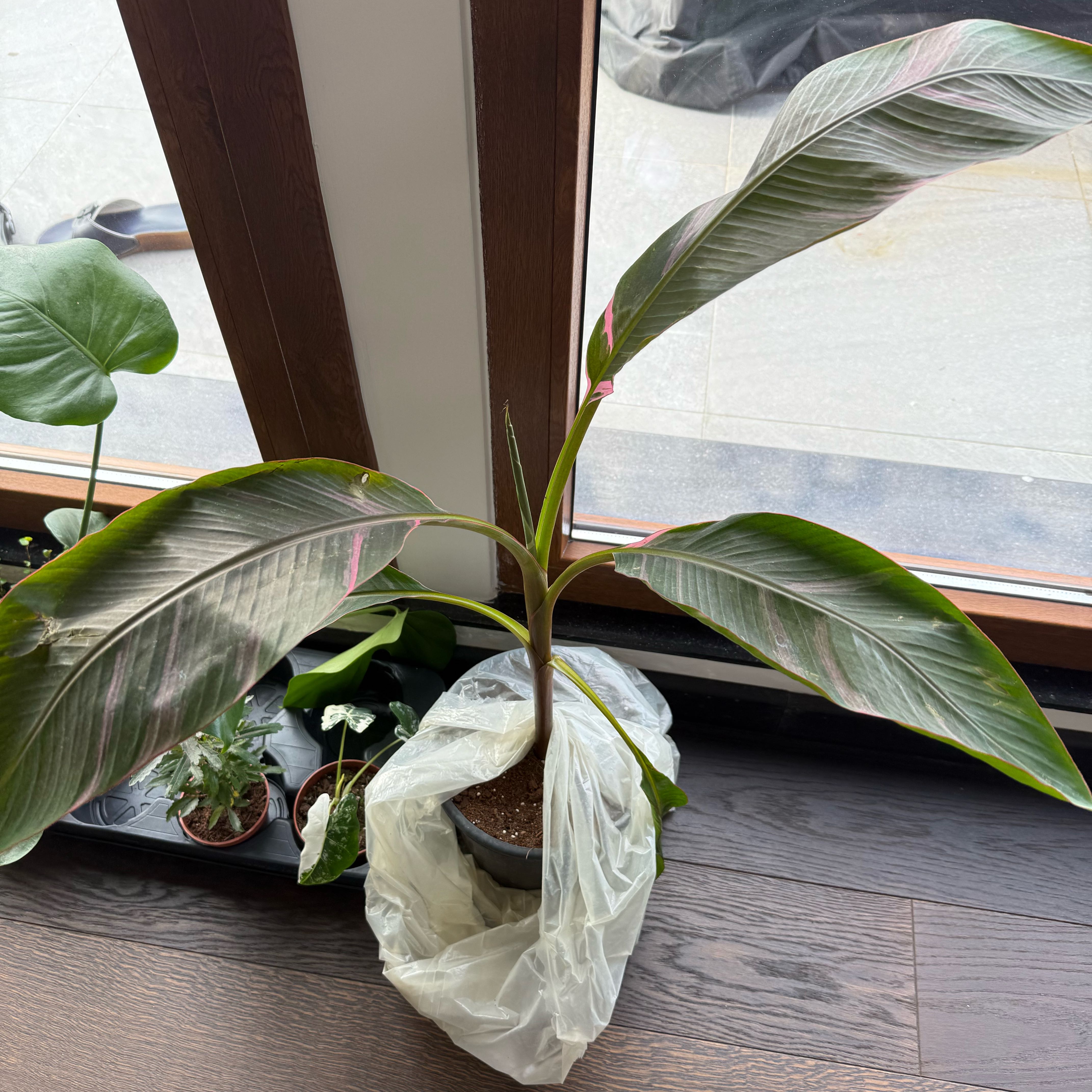 Photo of the plant species Musa by @mirayills named Miusa on Greg, the plant care app