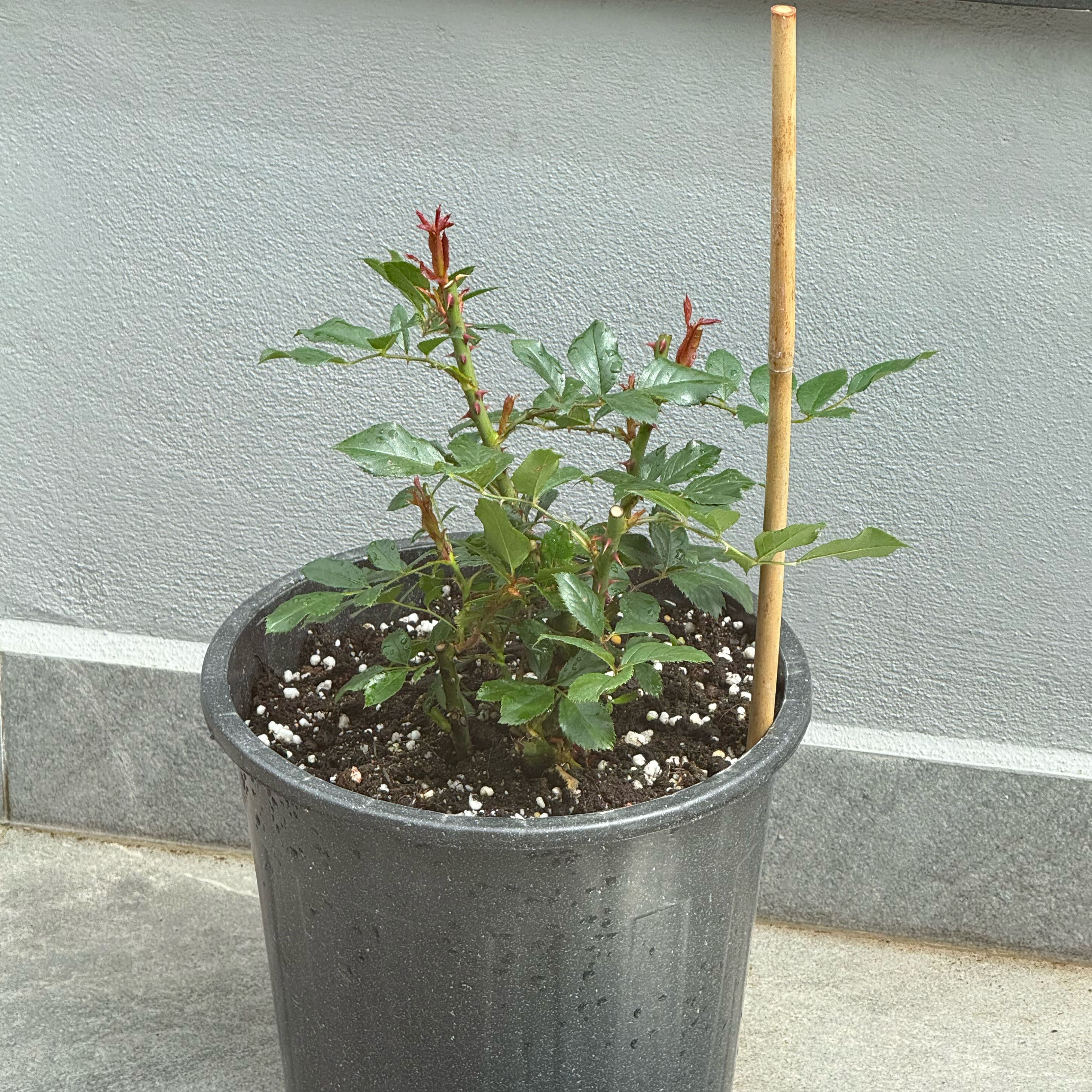 Photo of the plant species Eden Rose by @mirayills named Eden on Greg, the plant care app