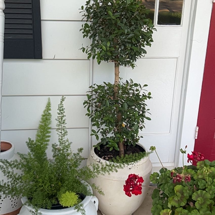 Photo of the plant species Magenta Lilly Pilly by @NewThreadrush named Keanu Leaves on Greg, the plant care app
