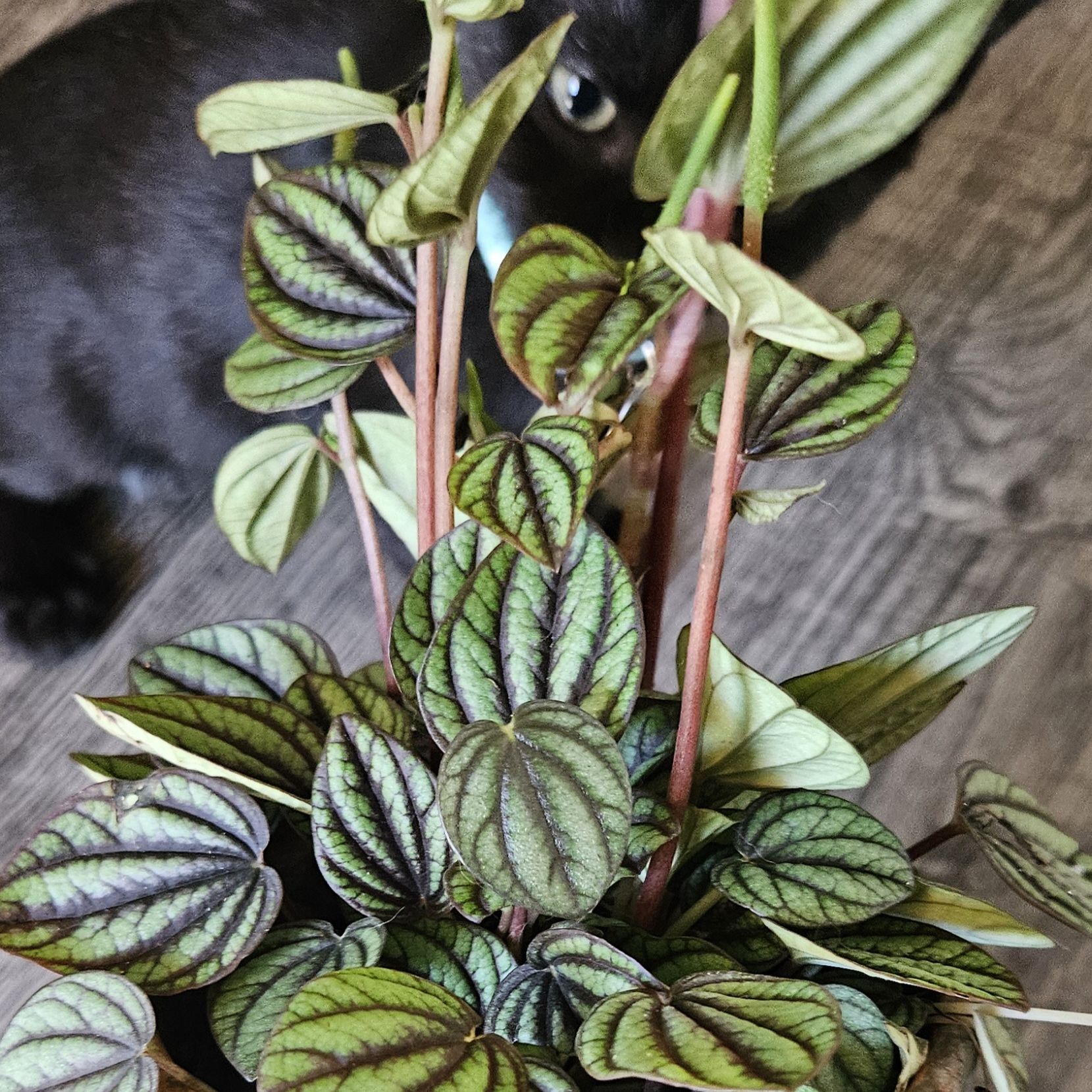 Photo of the plant species Peperomia Little Tuscany by @GiddyLightwood named Peper Albus on Greg, the plant care app
