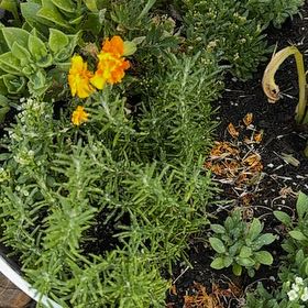 Photo of the plant species Irene Trailing Rosemary by @AwakeRose named Orlando Bloom on Greg, the plant care app