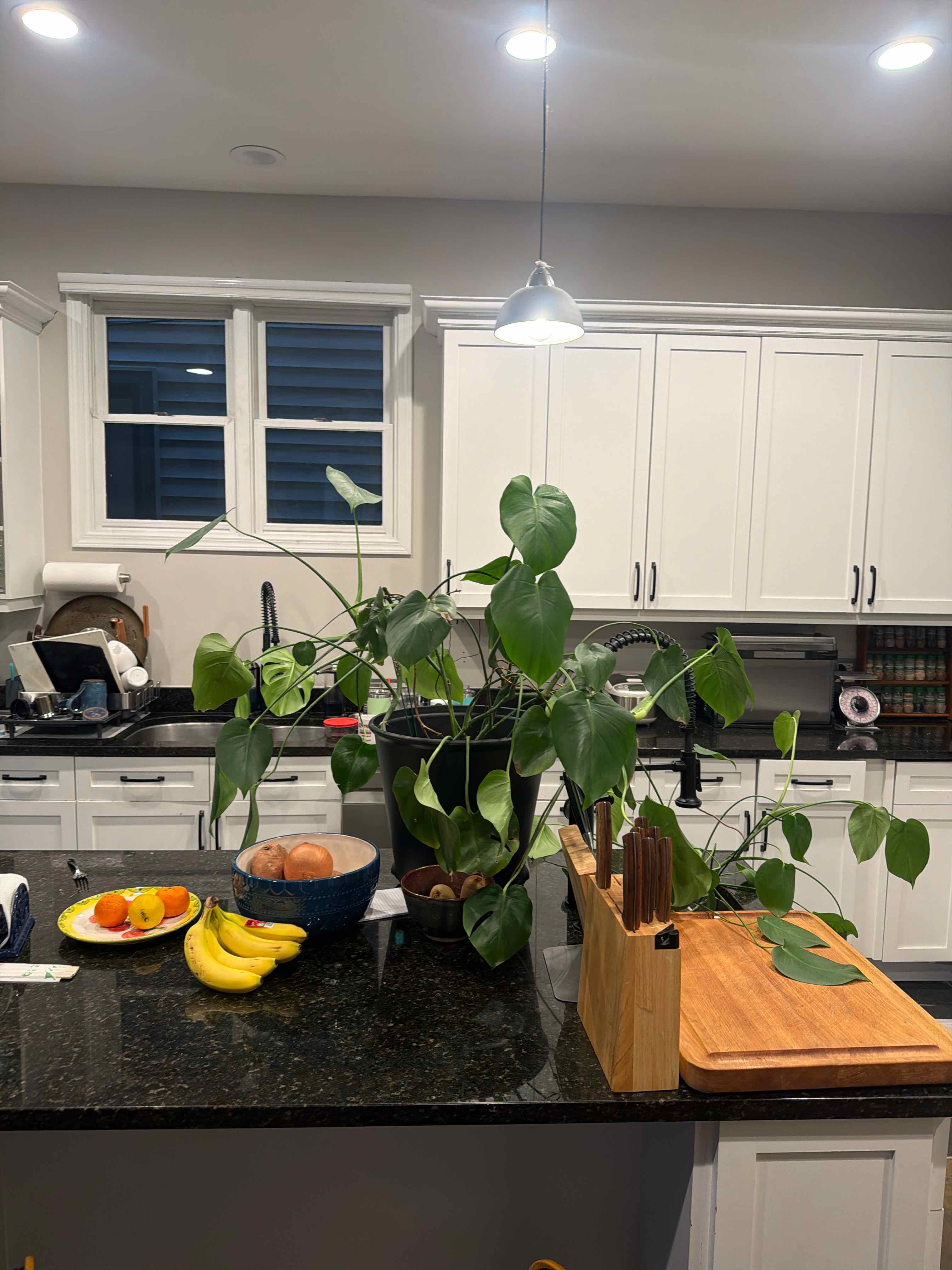 Monstera plant photo by @JCP named Monster on Greg, the plant care app.