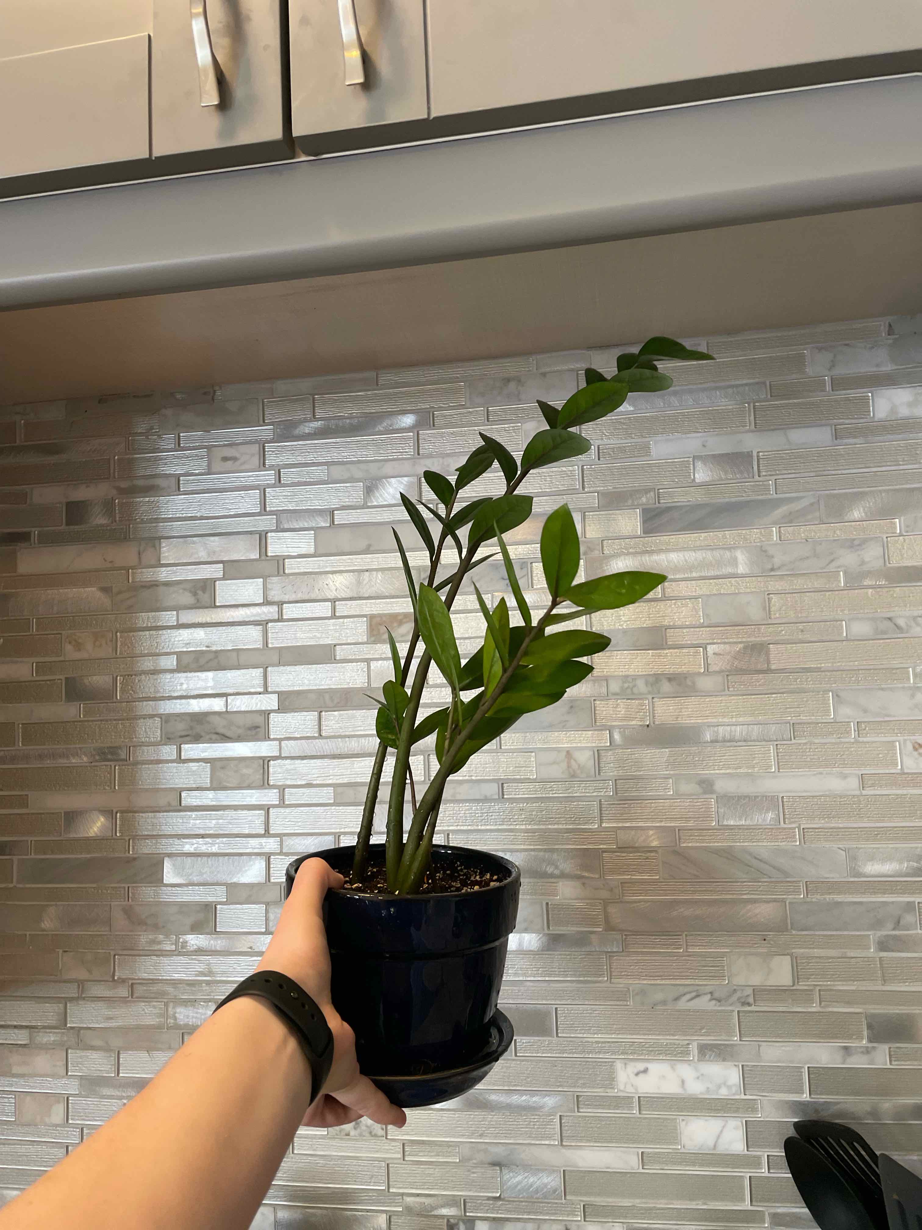 Hand holding a healthy ZZ plant with glossy green pinnate leaves in a black plastic pot against a white tile background.