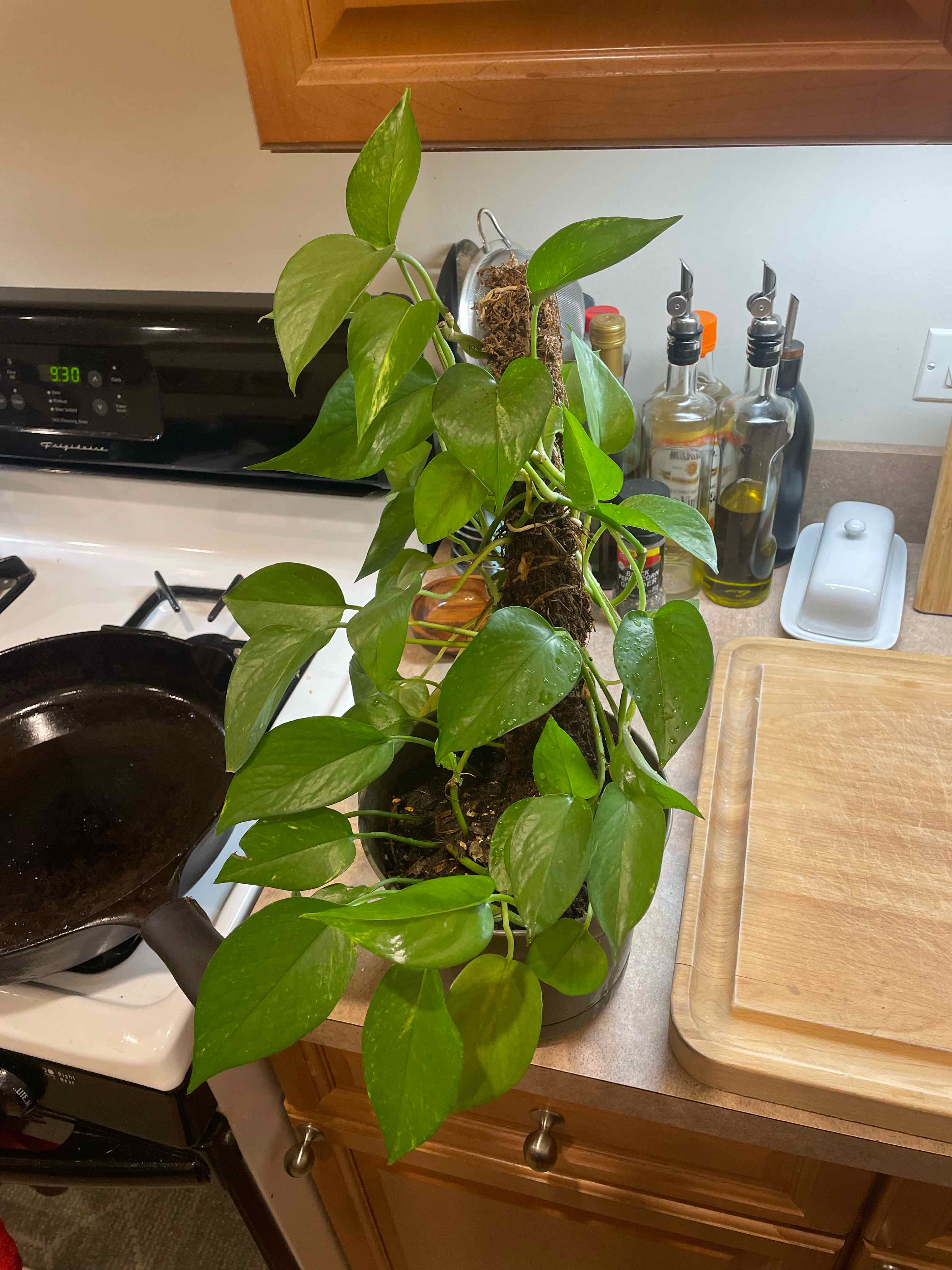 Jade Pothos plant photo by @Thejaneclaire named Bertha on Greg, the plant care app.