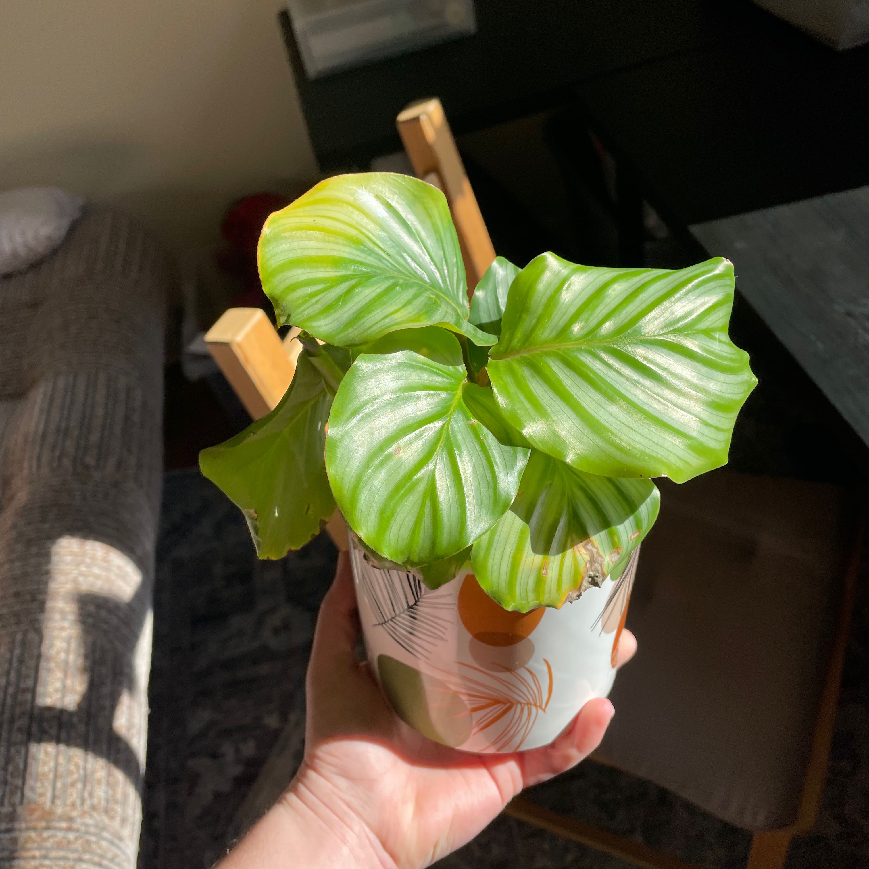 Healthy Calathea Orbifolia plant with vibrant green leaves in a decorative pot.