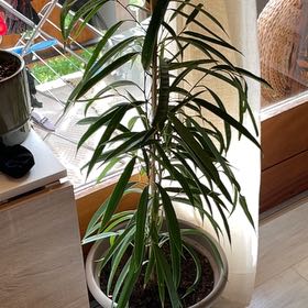 Photo of the plant species Ficus by @FabYellowgarlic named Zion on Greg, the plant care app