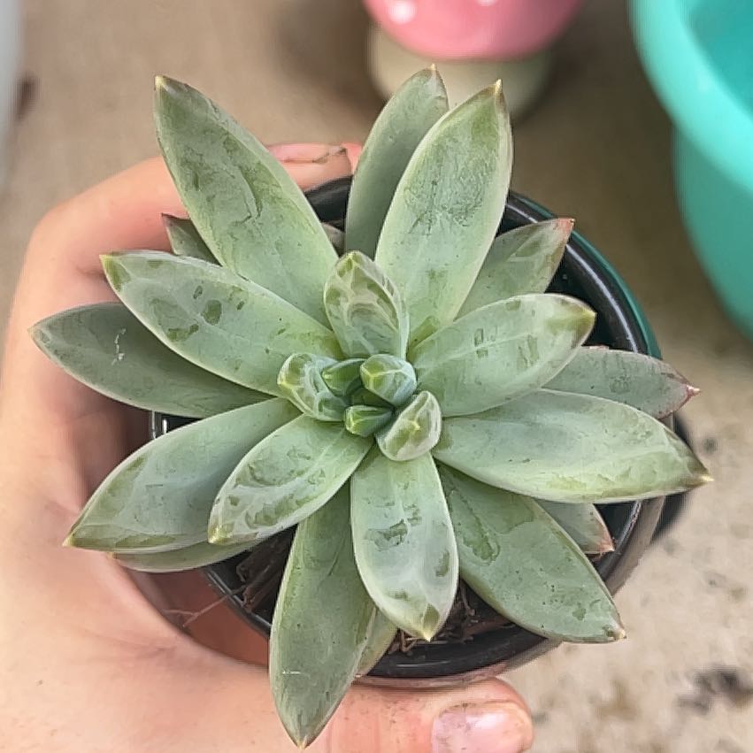 Photo of the plant species Pachyveria Little Jewel by @PeachyPotato named Jewels on Greg, the plant care app