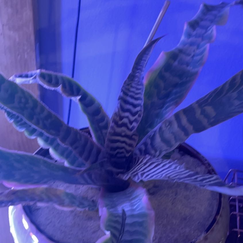 Photo of the plant species Elaine Earth Star by @VastBubbleplant named Delilah on Greg, the plant care app