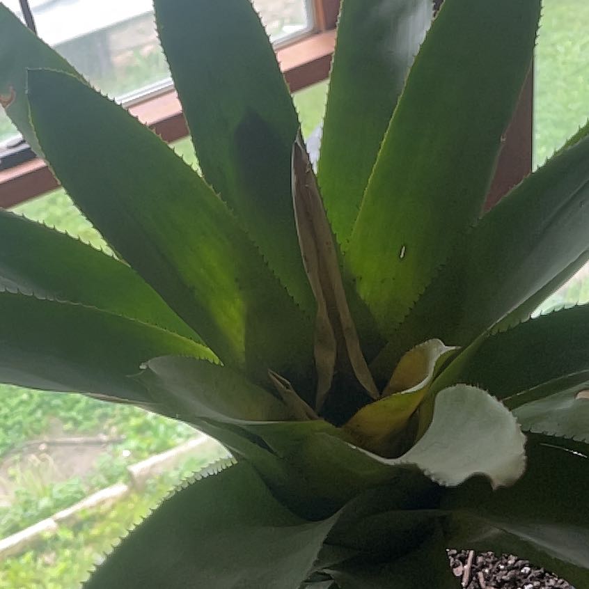 Photo of the plant species Matchstick bromeliad by @VastBubbleplant named Planty on Greg, the plant care app