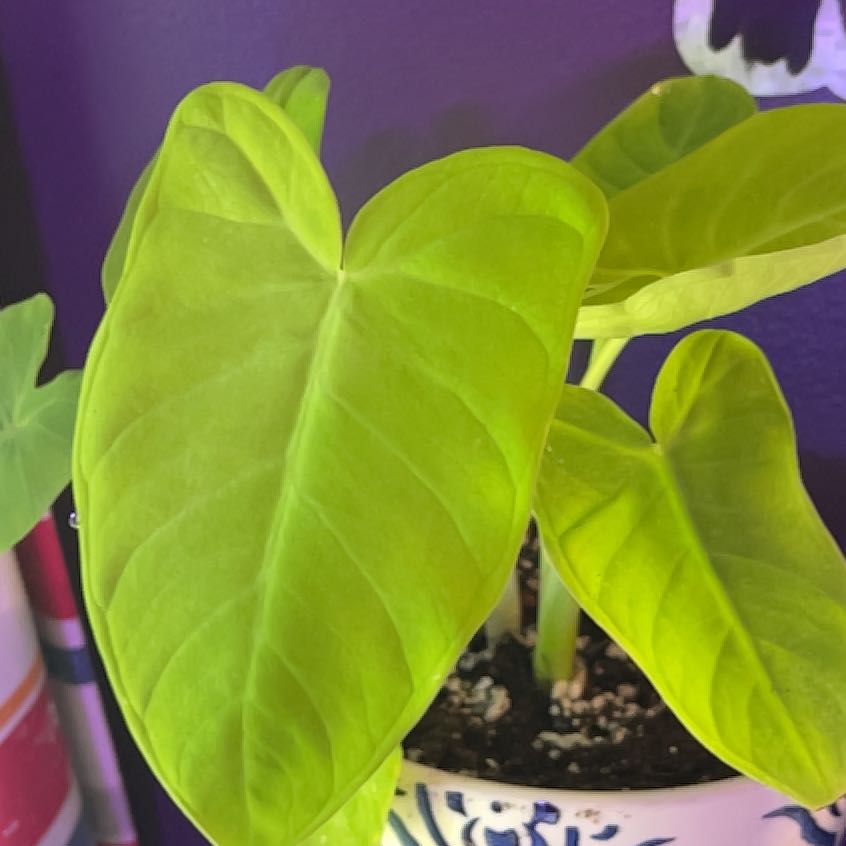 Photo of the plant species Lime Zinger Elephant Ear by @VastBubbleplant named James Dean on Greg, the plant care app