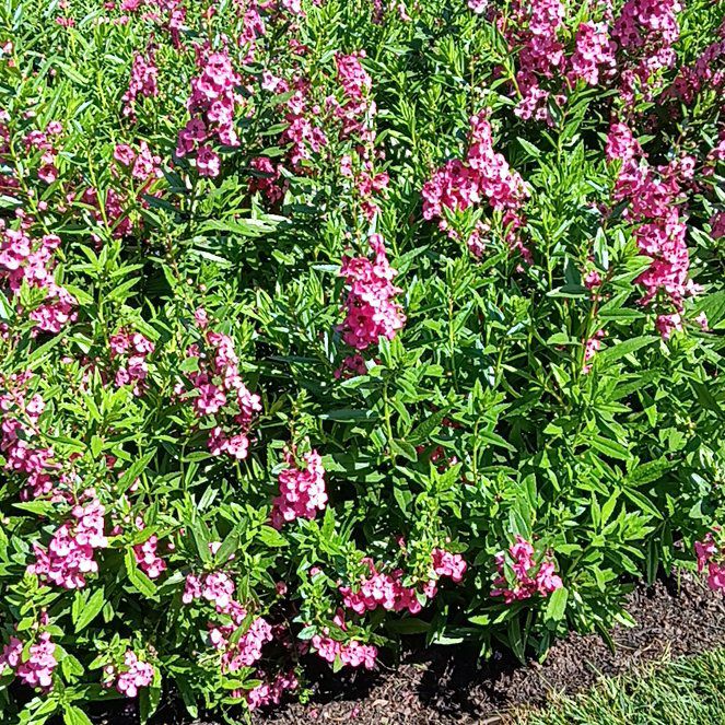 Photo of the plant species Obedient Plant by @VipYellowiris named LiloStitch on Greg, the plant care app