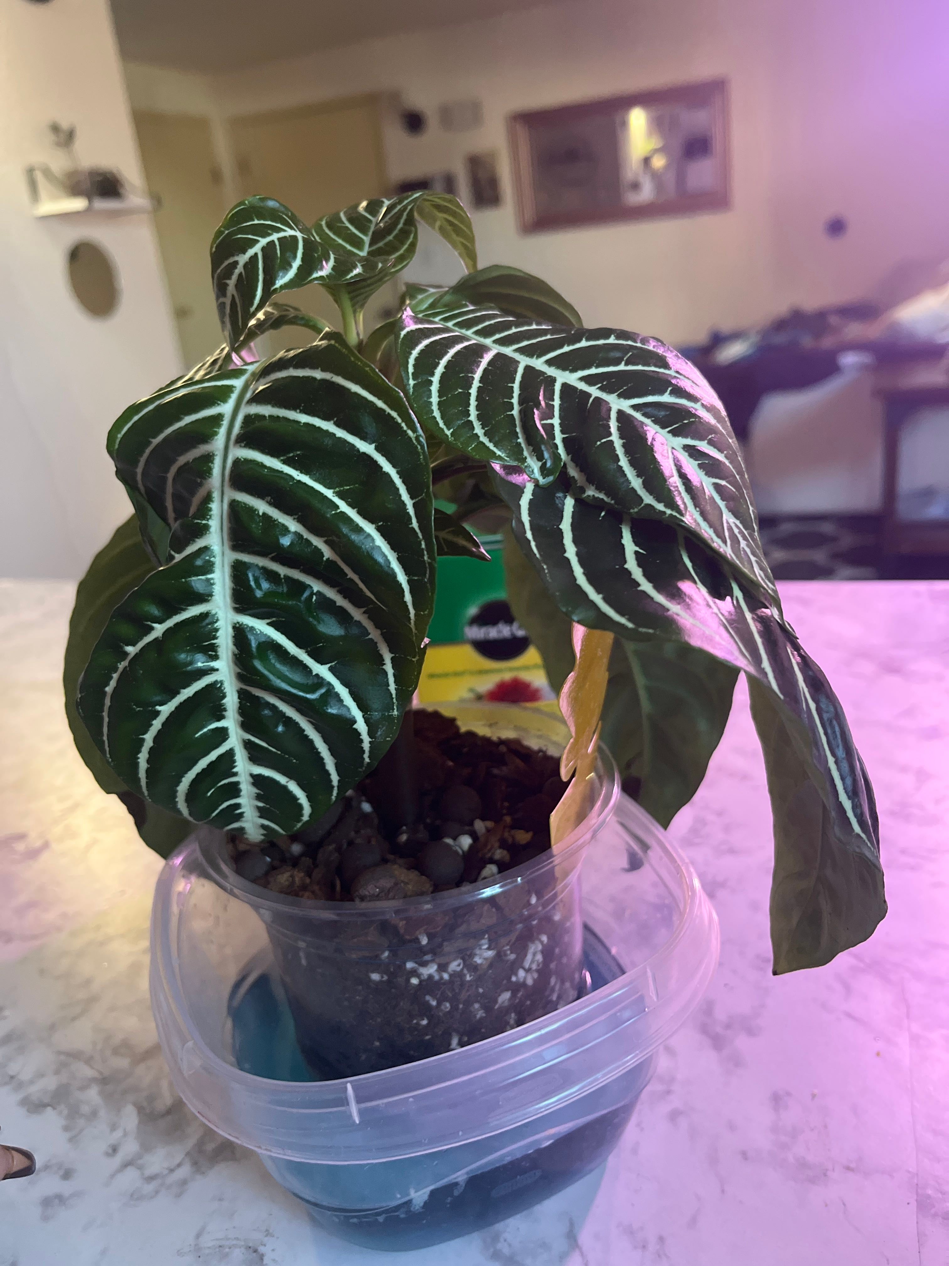 Rainbow Zebra Plant How Much Water & Light Does it Need to Thrive?