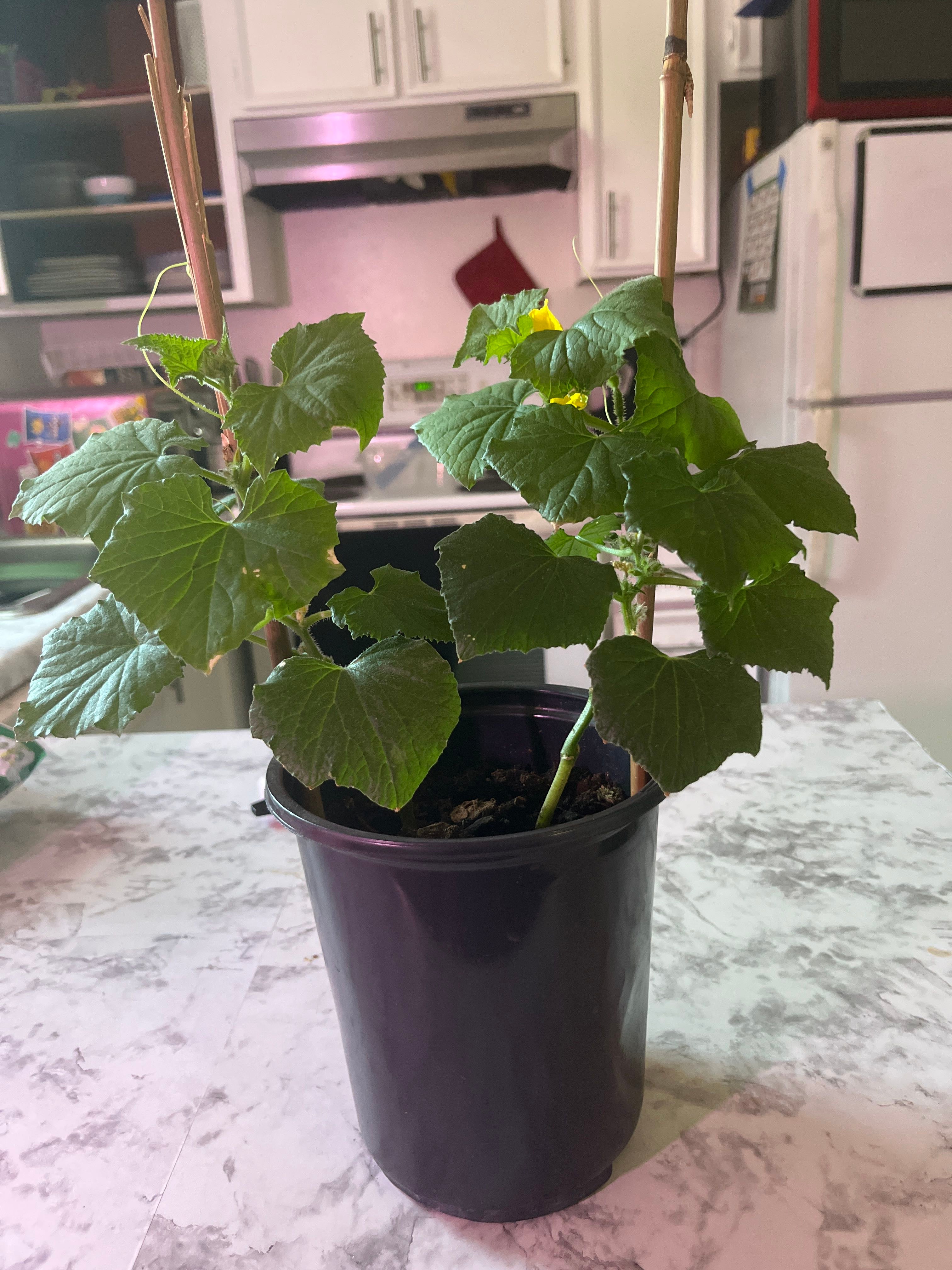Green Dragon Cucumber How Much Water & Light Does it Need to Thrive?
