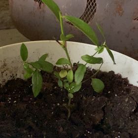 Photo of the plant species Florida Rose Rabbiteye Blueberry by @Petal_Pal named Fred Astaire on Greg, the plant care app