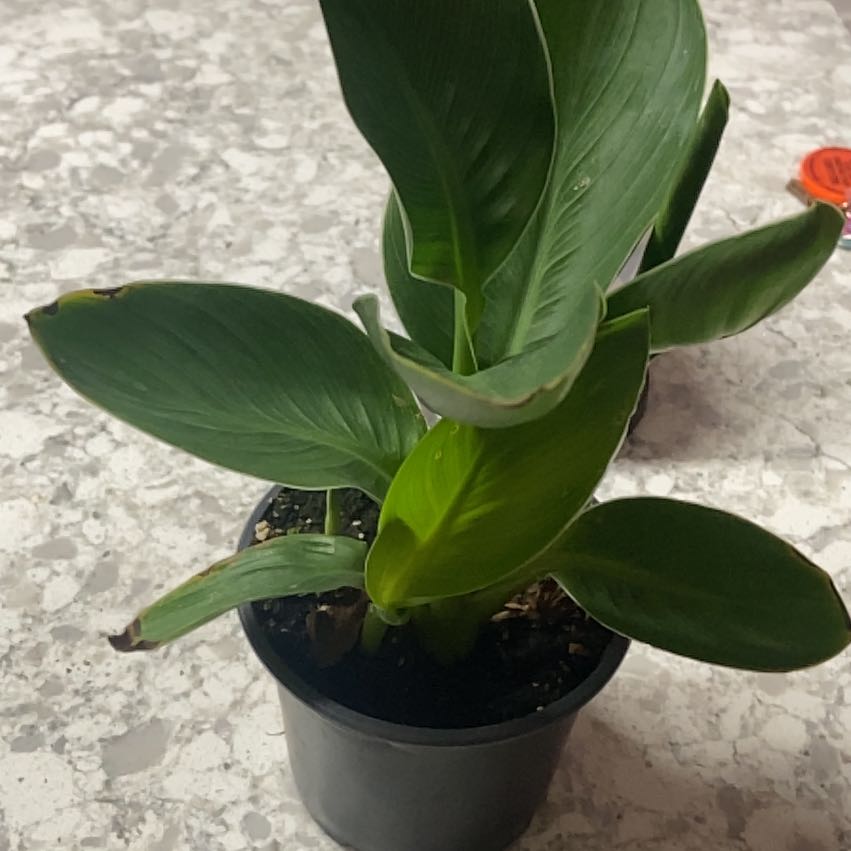 Photo of the plant species Canna Lily by @Petal_Pal named Hemingway on Greg, the plant care app