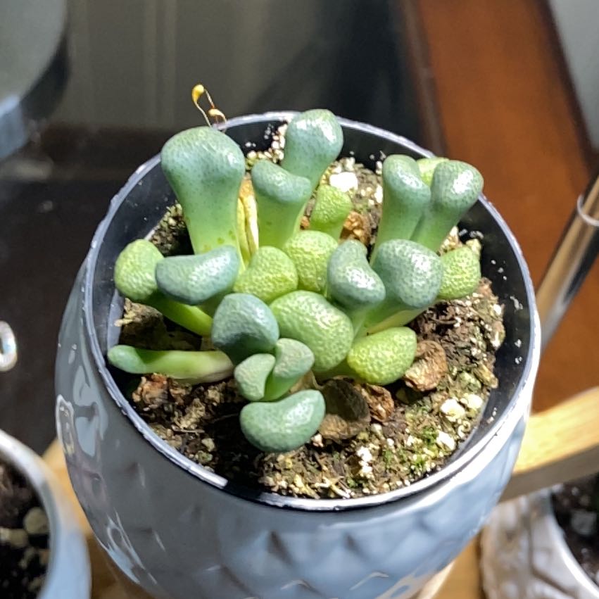 Photo of the plant species Aloinopsis schoonesii by @Petal_Pal named Athena on Greg, the plant care app