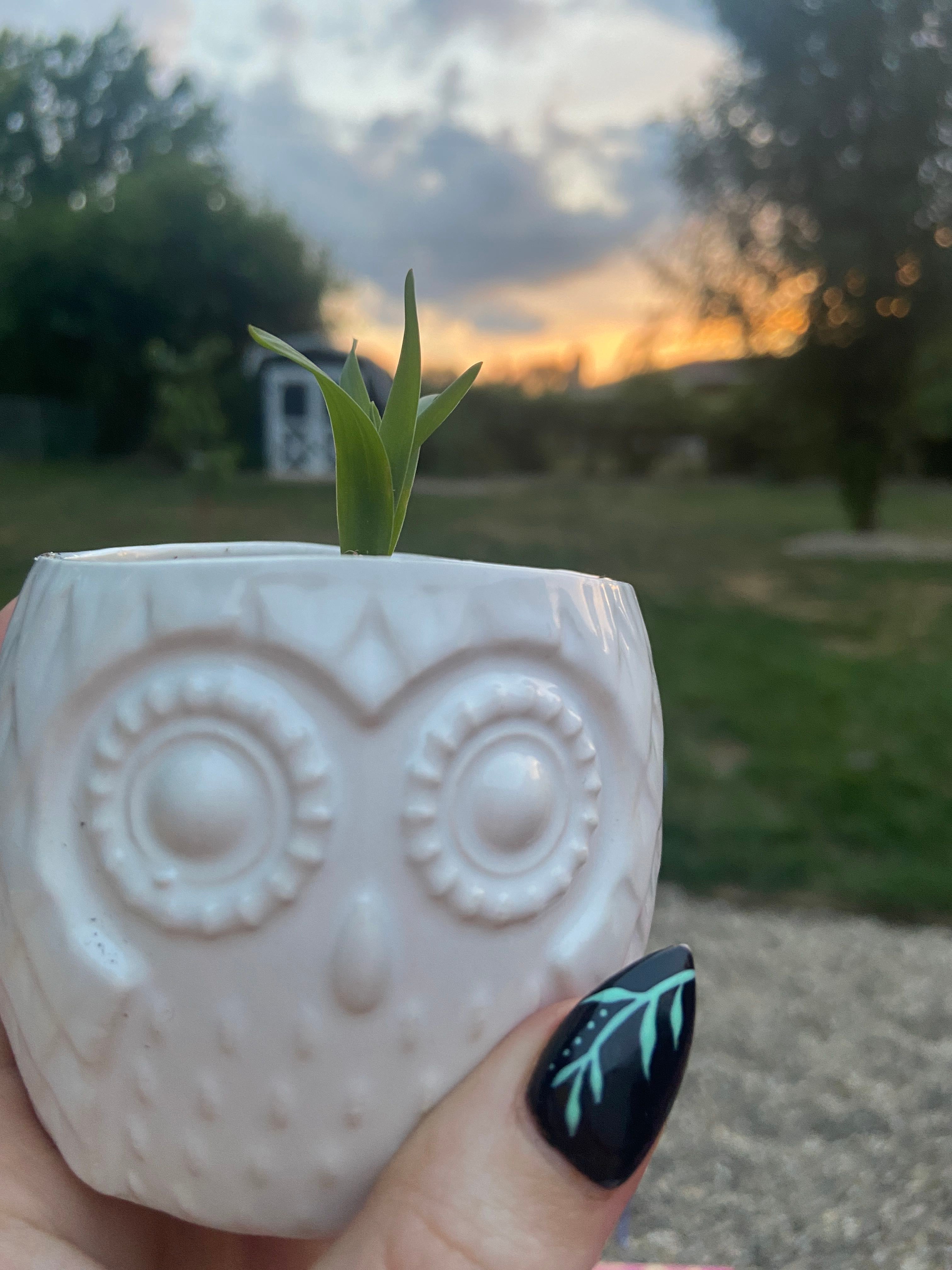 🌞 Albuca Hardiness Zones 8a10b