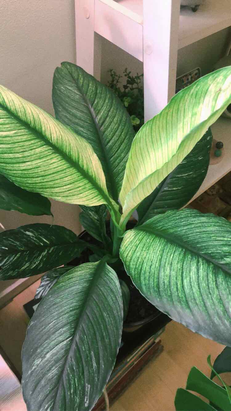 Variegated Peace Lily with some yellowing leaves, indoors, well-framed.