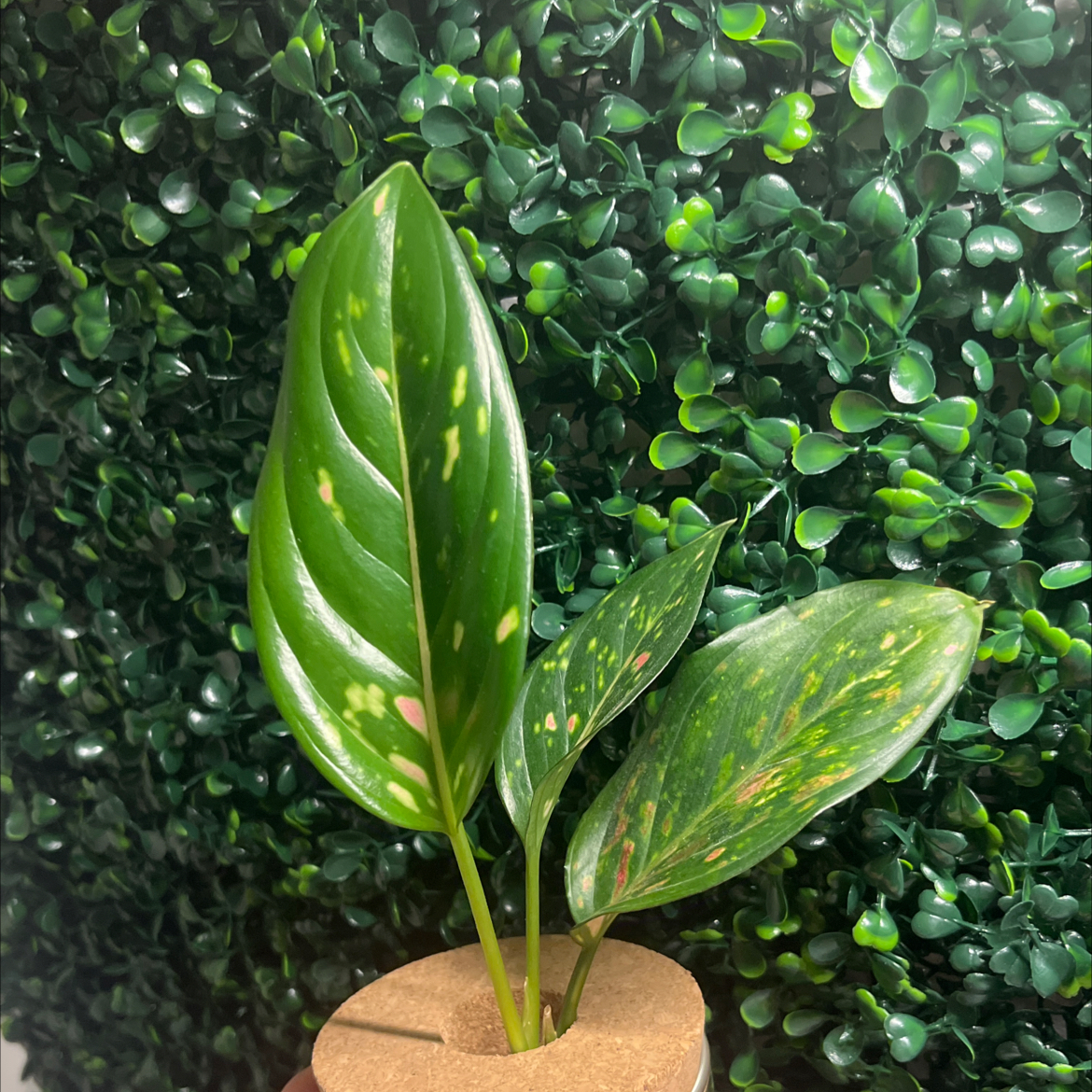 Chinese Evergreen 'Wishes' plant with healthy green leaves featuring pink and yellow variegation.