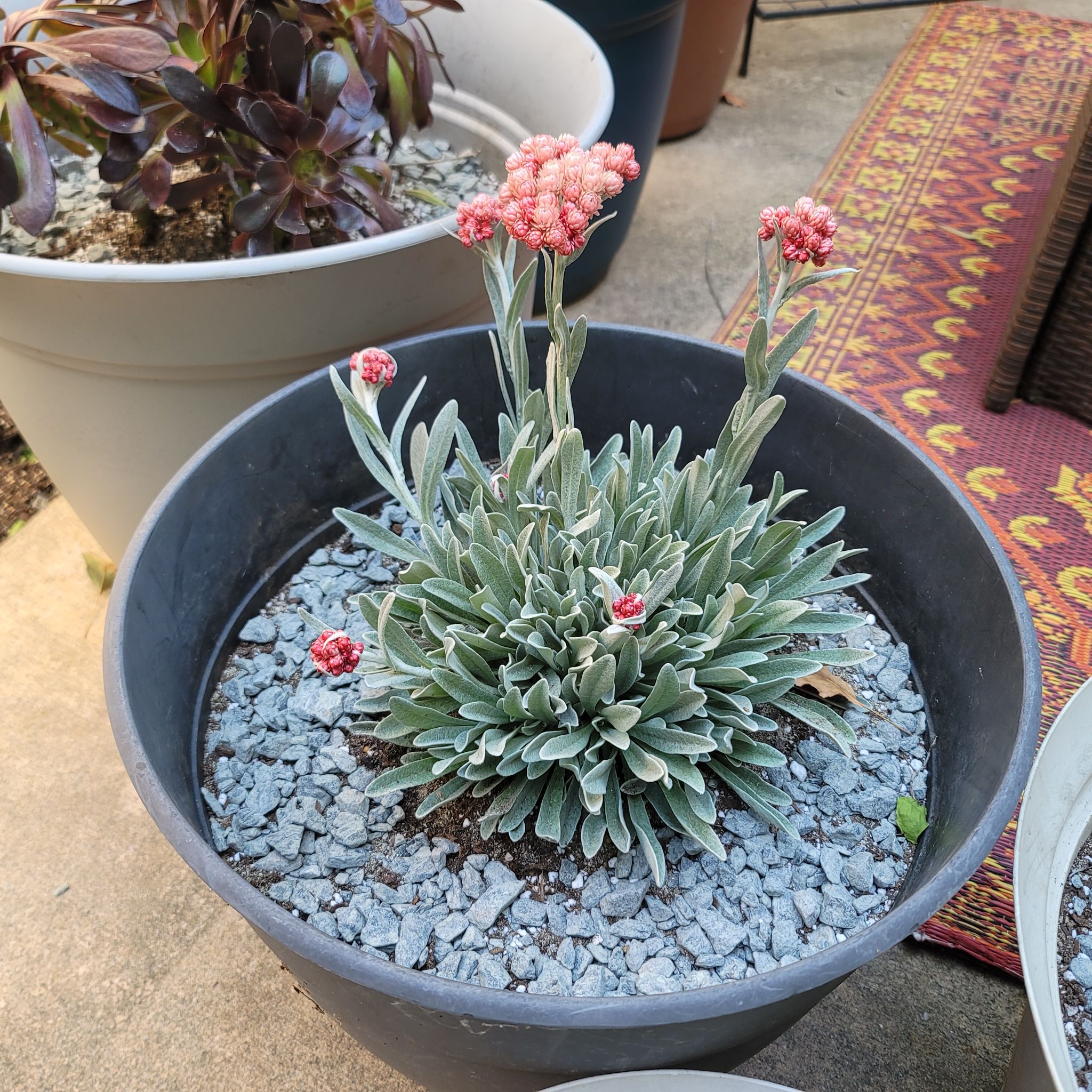 Photo of the plant species Helichrysum 'Red Jewel' by @SassyPandaplant named Sansa on Greg, the plant care app
