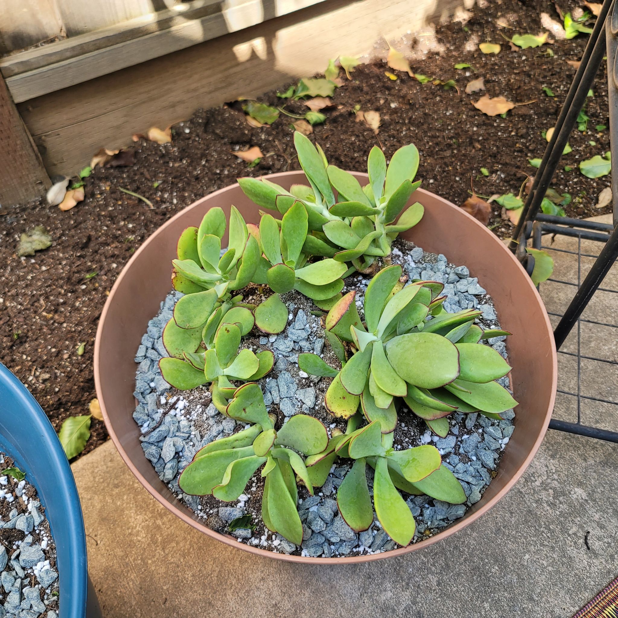 Potted Cotyledon 'Mint Truffles' succulent with green leaves, healthy and well-framed.
