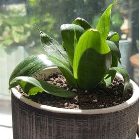 Photo of the plant species Birds Nest by @HeroBastardsage named Spike Leaves on Greg, the plant care app