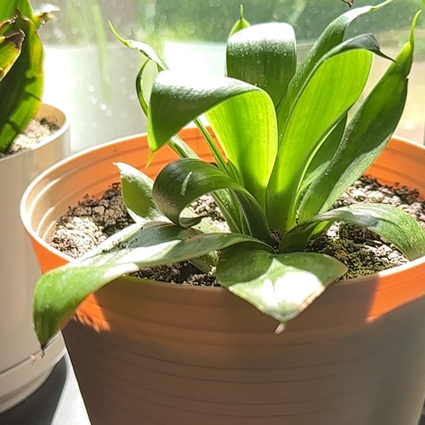 Photo of the plant species Birds Nest by @HeroBastardsage named Gobi on Greg, the plant care app