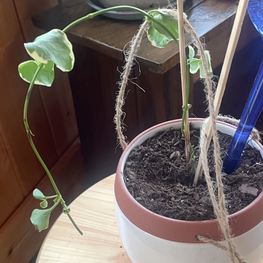 Photo of the plant species Intermediate Periwinkle by @RichSaladburnet named Delilah on Greg, the plant care app