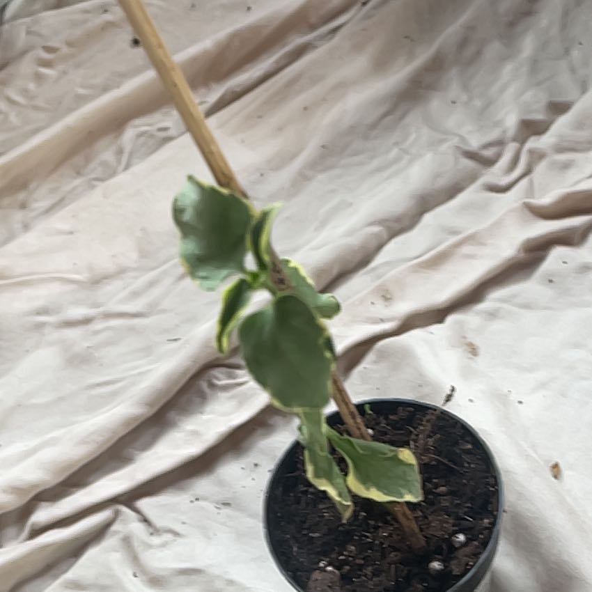 Photo of the plant species Intermediate Periwinkle by @RichSaladburnet named Drake on Greg, the plant care app