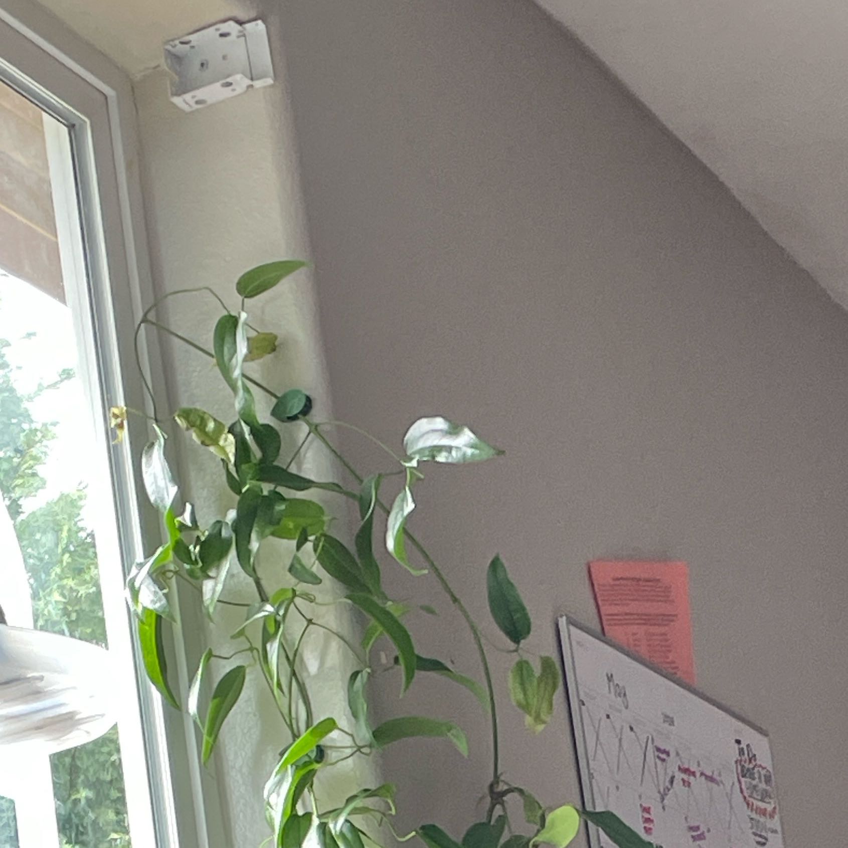 Photo of the plant species Evergreen clematis by @BlazingMarimo named Aria on Greg, the plant care app