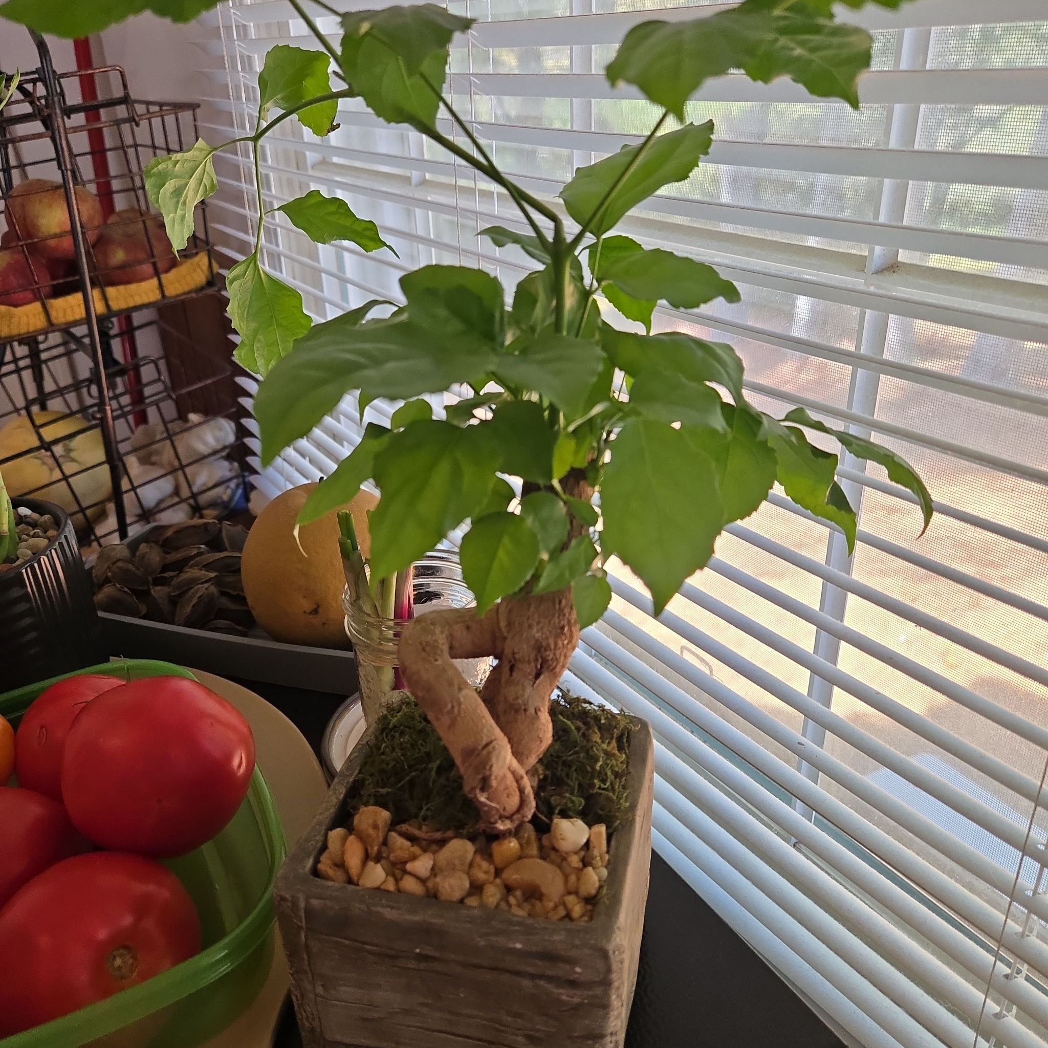 Photo of the plant species Bonsai by @LikableTimeout named Bonnie on Greg, the plant care app