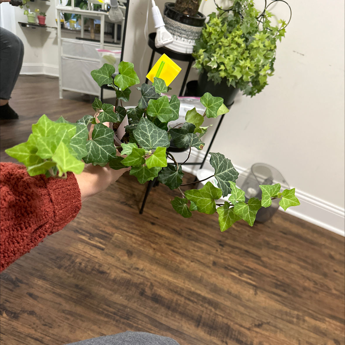 Photo of the plant species Baltic Ivy by @Lexih named Willow on Greg, the plant care app