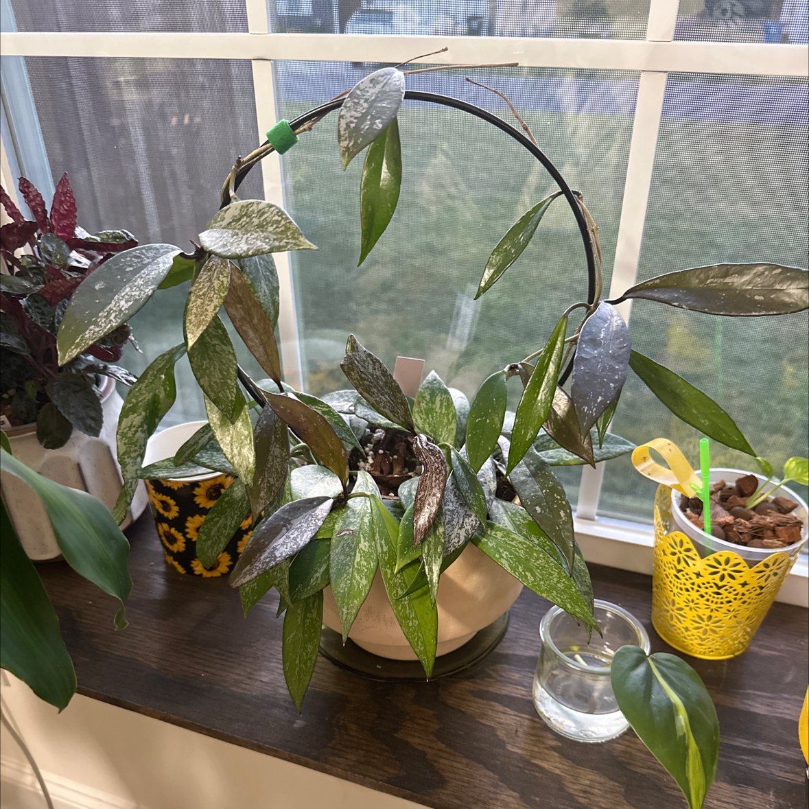 Photo of the plant species Speckle Hoya Publcalyx by @Lexih named Mollie on Greg, the plant care app