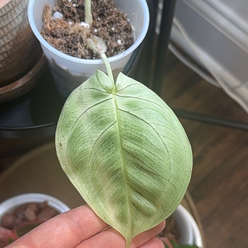 Photo of the plant species Syngonium Frosted Heart by @Lexih named Drake on Greg, the plant care app