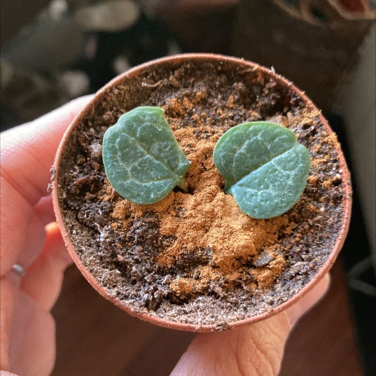 Healthy variegated Chain of Hearts succulent plant with heart-shaped leaves held in hand, showing plump foliage and well-draining soil mix.