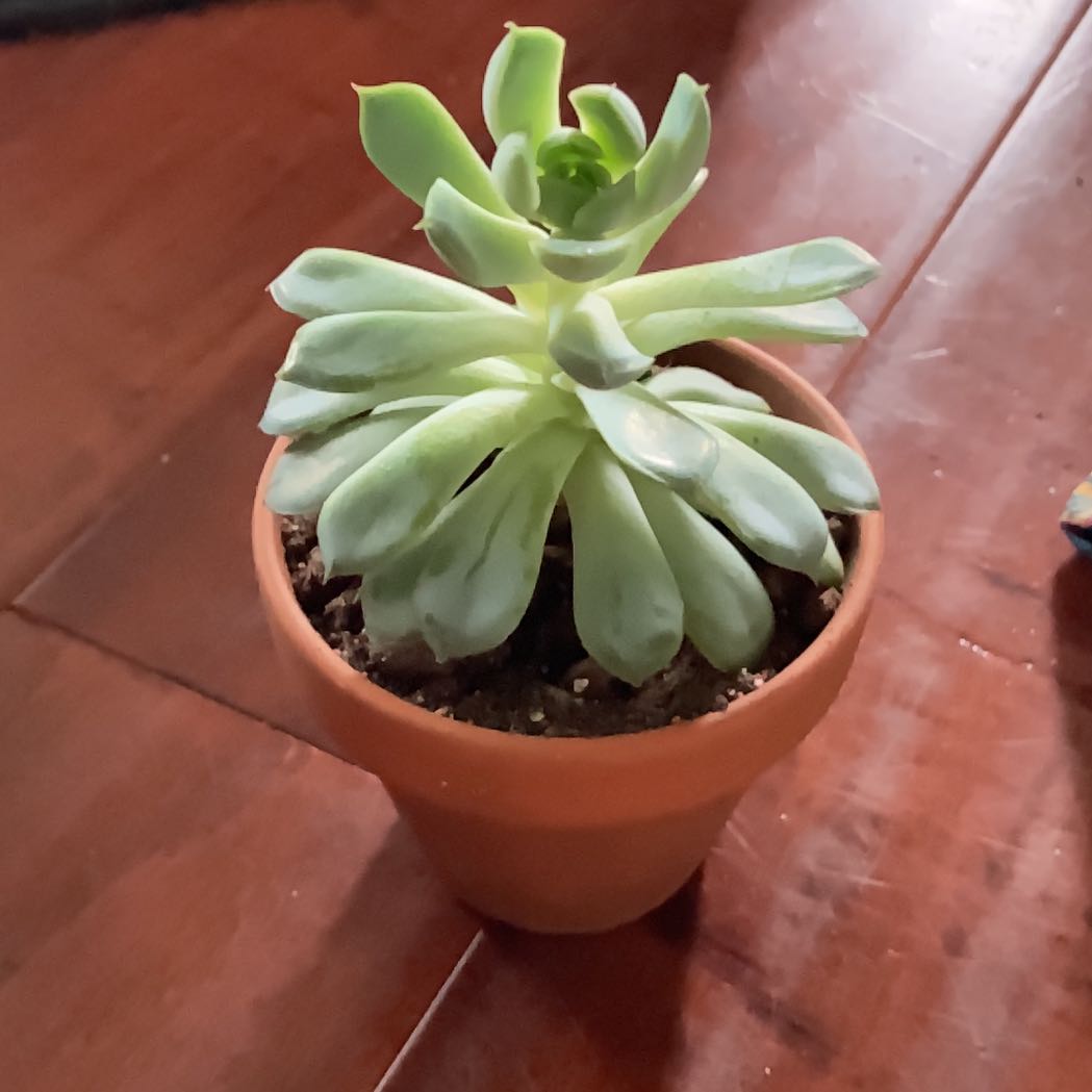Potted Echeveria Runyonii succulent with green rosette leaves in a terracotta pot.