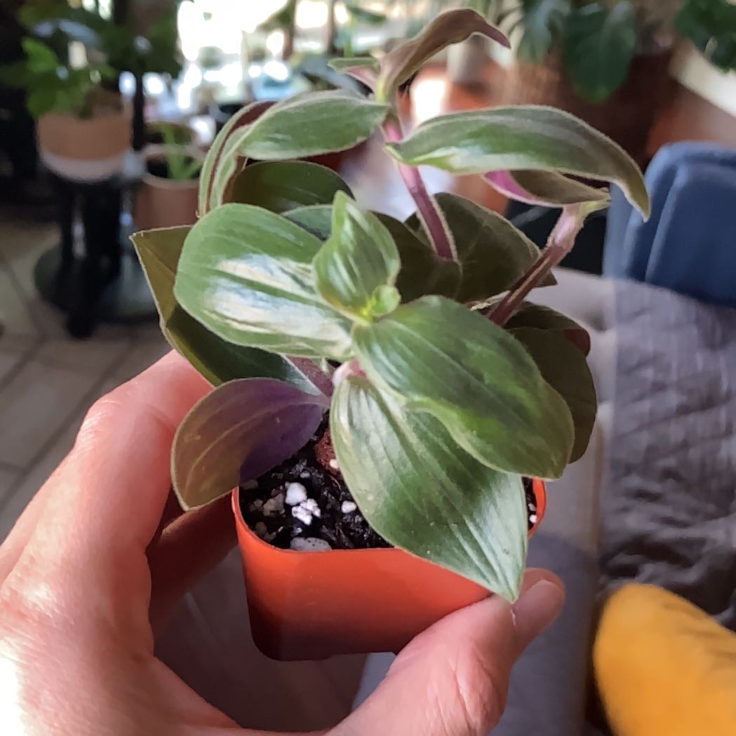 A healthy Baby Bunny Bellies plant in a small pot, held by a hand.