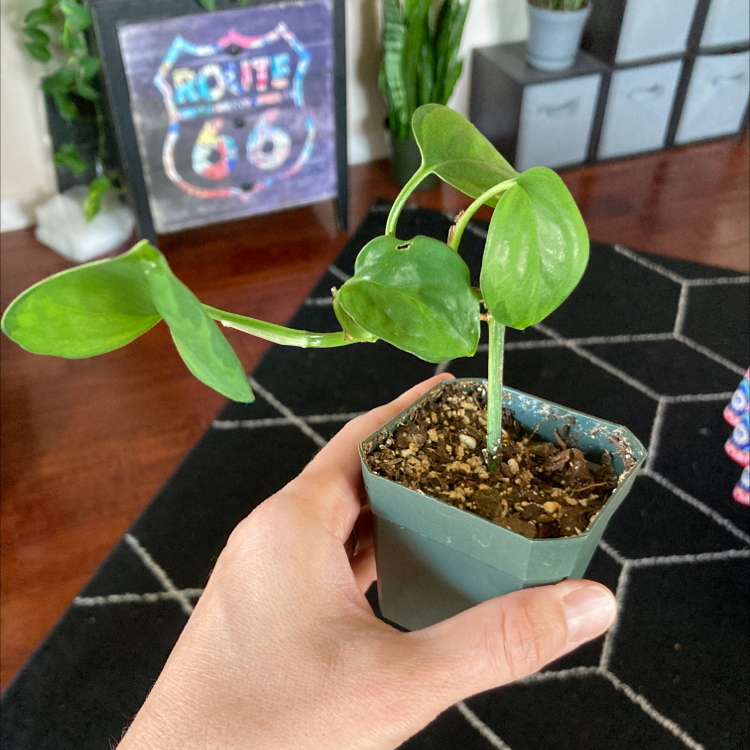 A healthy Hawaiian Pothos plant in a small pot, held by a hand.