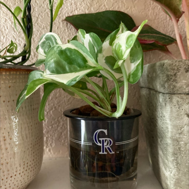 Pothos N' Joy plant in a small pot with vibrant green and white variegated leaves.