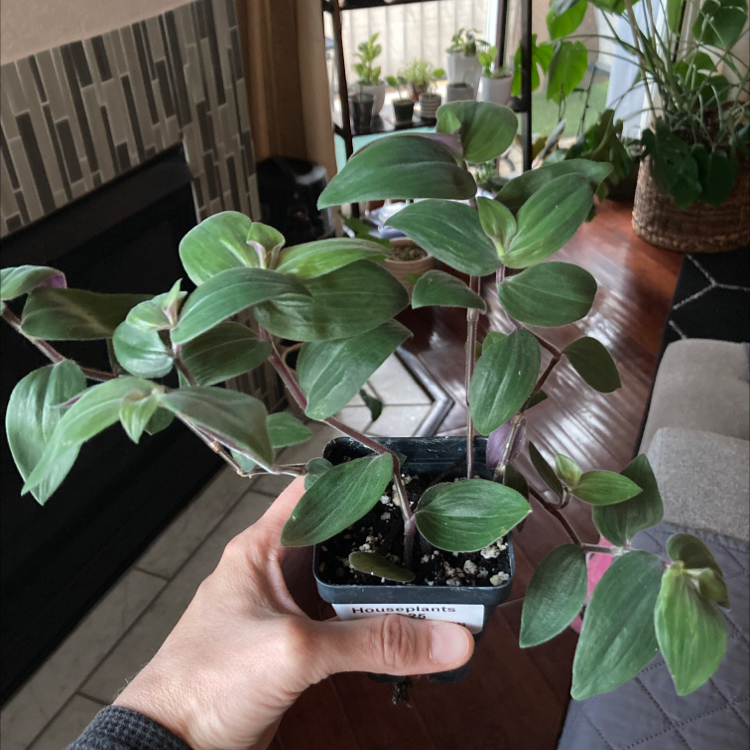 Healthy Baby Bunny Bellies plant with green leaves and purple undersides, held by a hand in a small pot.