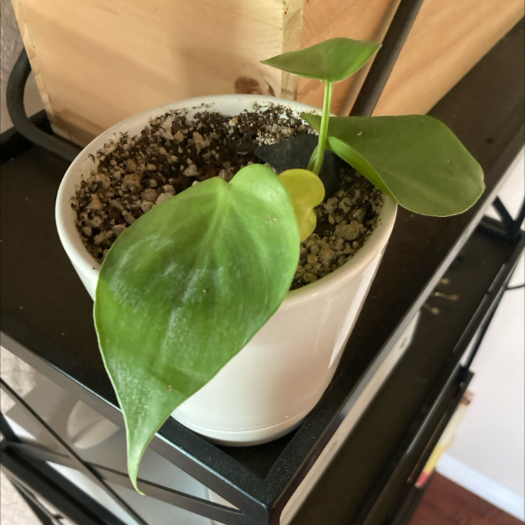 Philodendron Lemon Lime plant in a white pot with healthy green leaves.