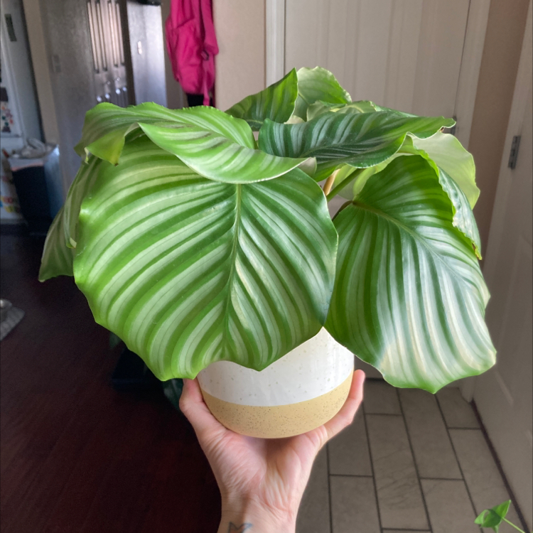 Calathea Orbifolia plant with large striped leaves held in a pot.
