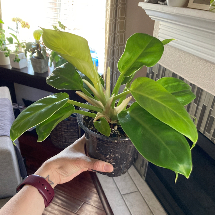 Philodendron 'Moonlight' plant being held by a hand, with vibrant green leaves and visible soil.