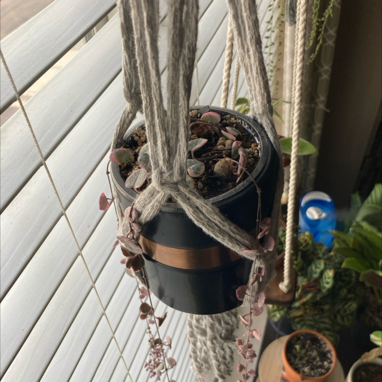 Hanging String of Hearts plant in a pot with visible soil, well-framed and healthy.