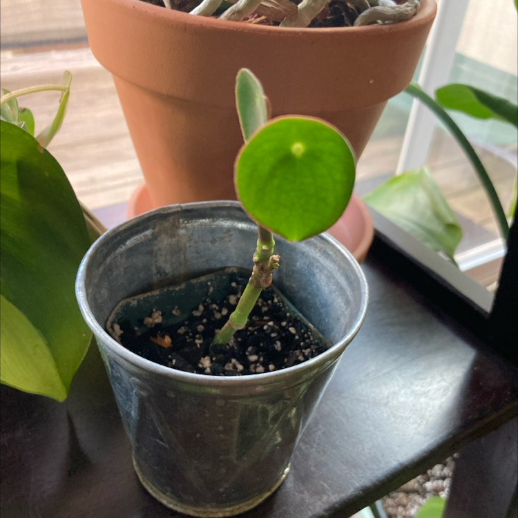 Raindrop Peperomia plant in a small metal pot with a single healthy leaf.