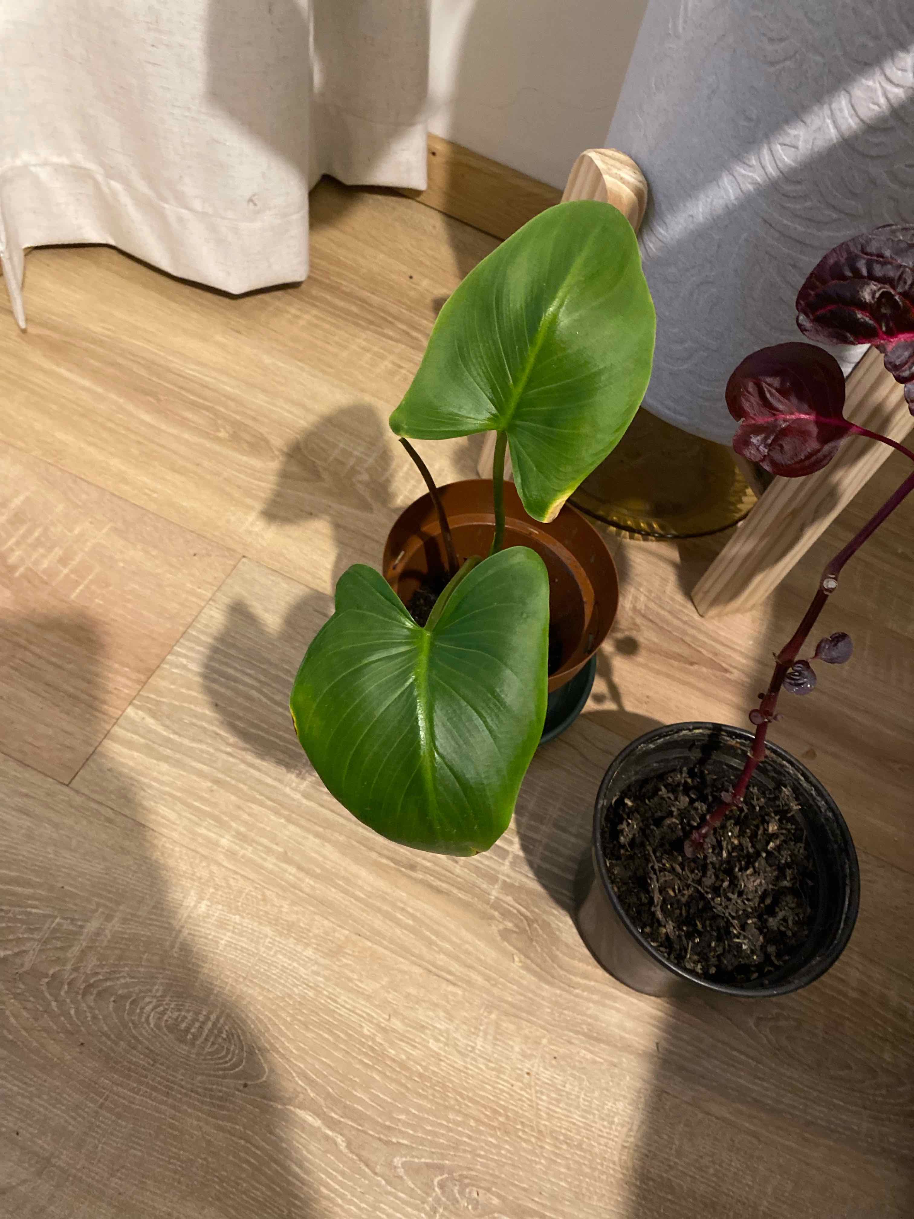 Potted Alocasia 'Portora' plant with large green leaves, another plant in a separate pot.