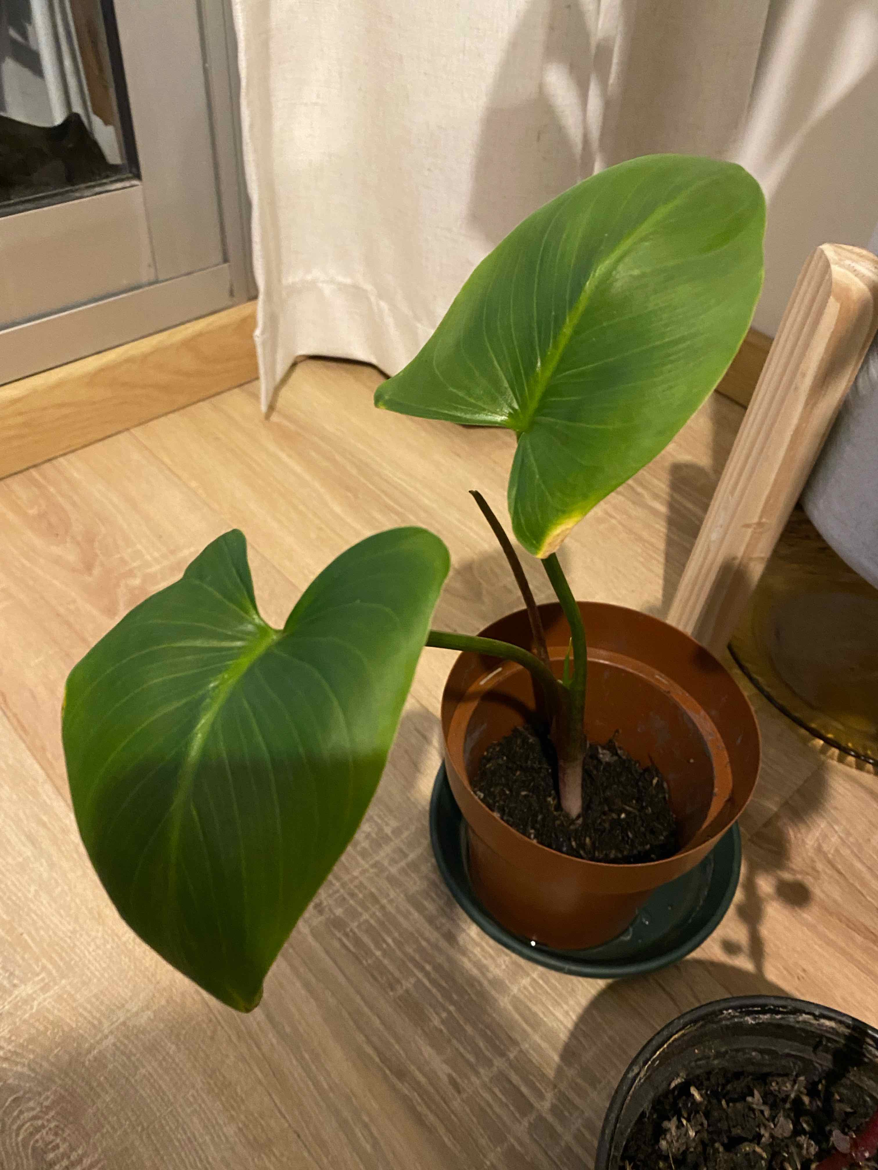 Potted Alocasia 'Portora' plant with large green leaves, healthy appearance.