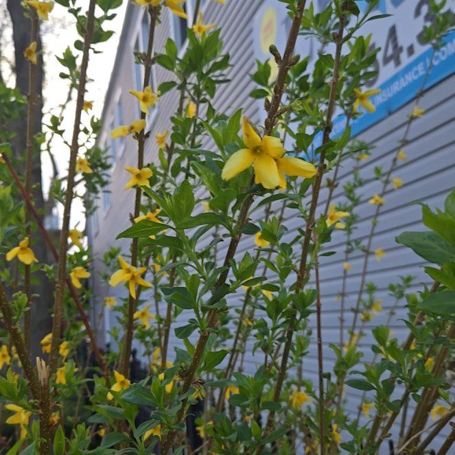 Photo of the plant species Border Forsythia by @BigheartedBetel named Kendall on Greg, the plant care app